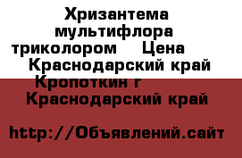 Хризантема мультифлора (триколором) › Цена ­ 200 - Краснодарский край, Кропоткин г.  »    . Краснодарский край